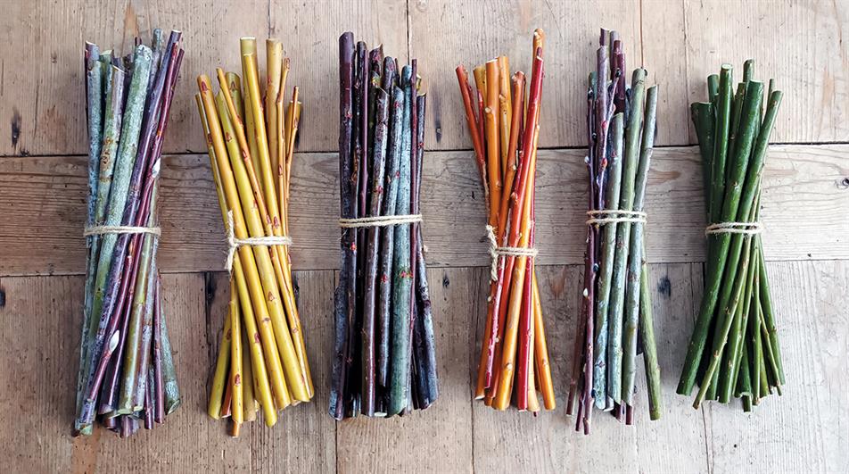 Salix cuttings (L to R): acutifolia ‘Blue Streak’, alba var. vitellina, daphnoides, alba var. vitellina ‘Yelverton’, irrorata and rubra ‘Eugenei’ - credit all images: Bob Askew